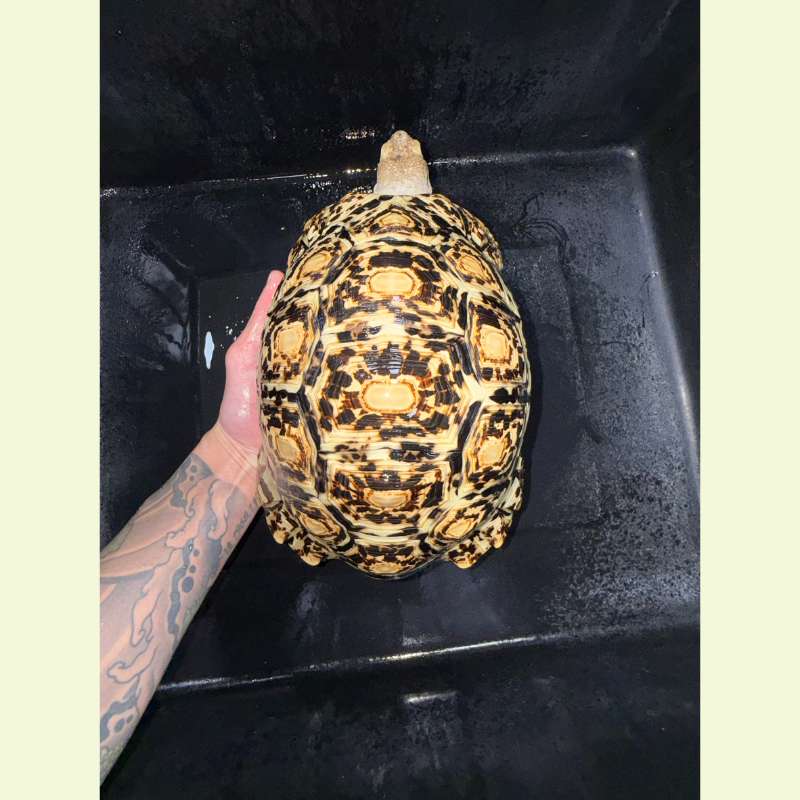 東非豹紋陸龜｜約25