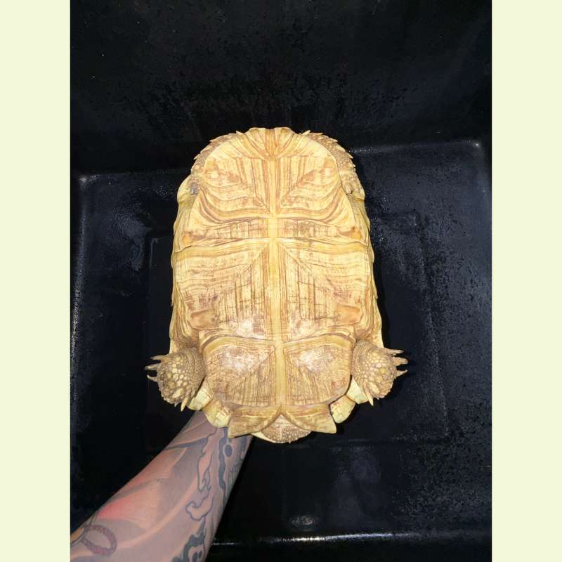 東非豹紋陸龜｜約25公分