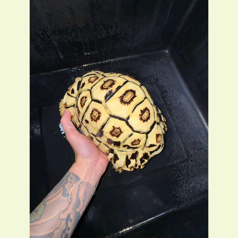 東非豹紋陸龜｜約25公分