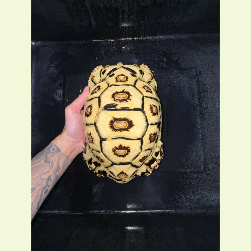 東非豹紋陸龜｜約25
