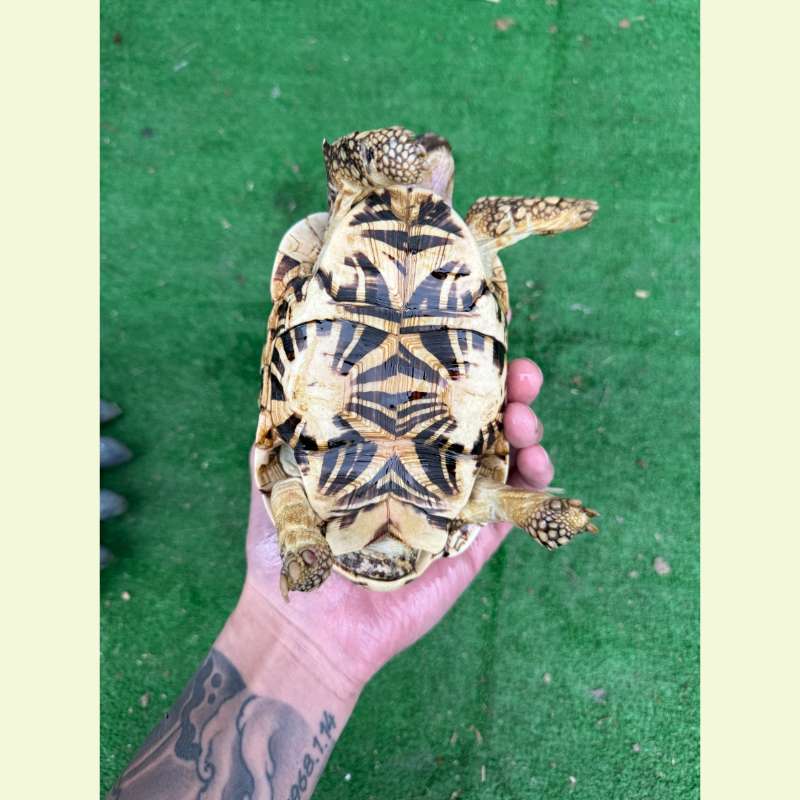 印度星龜｜約15公分