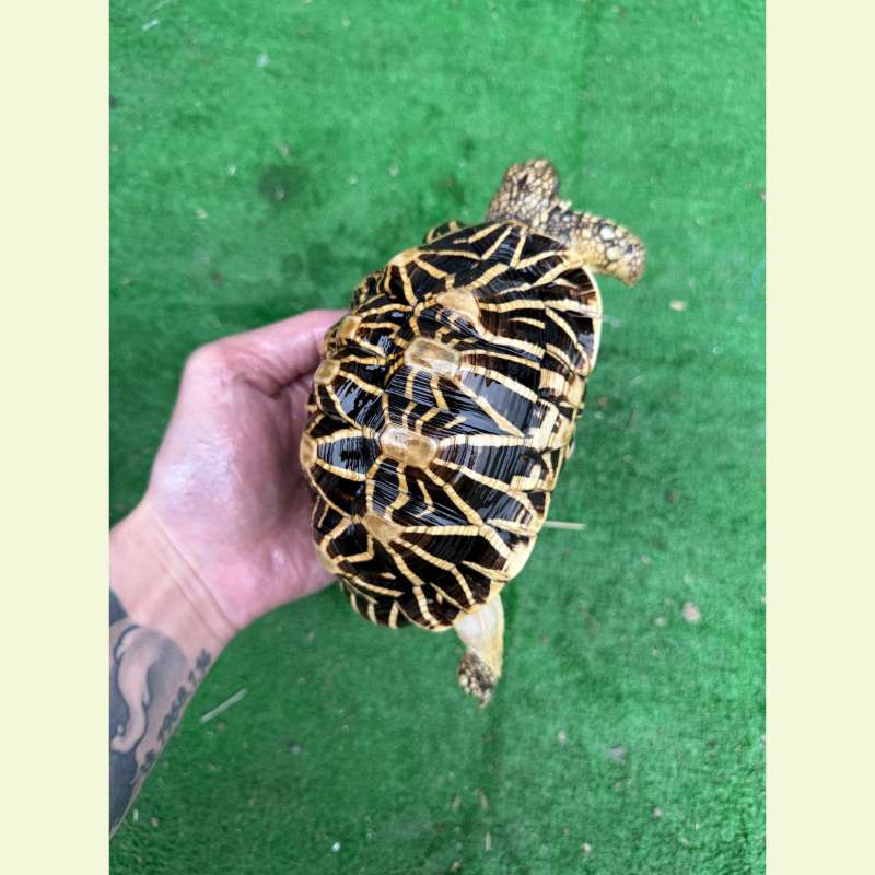 印度星龜｜約15公分