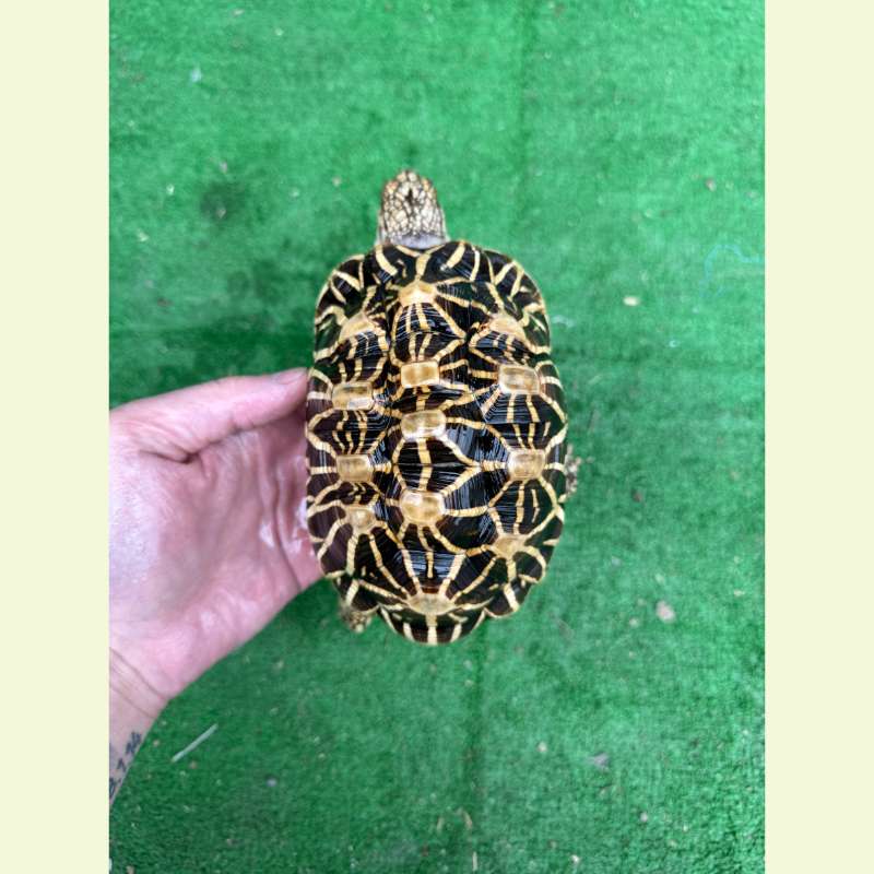 印度星龜｜約15公分