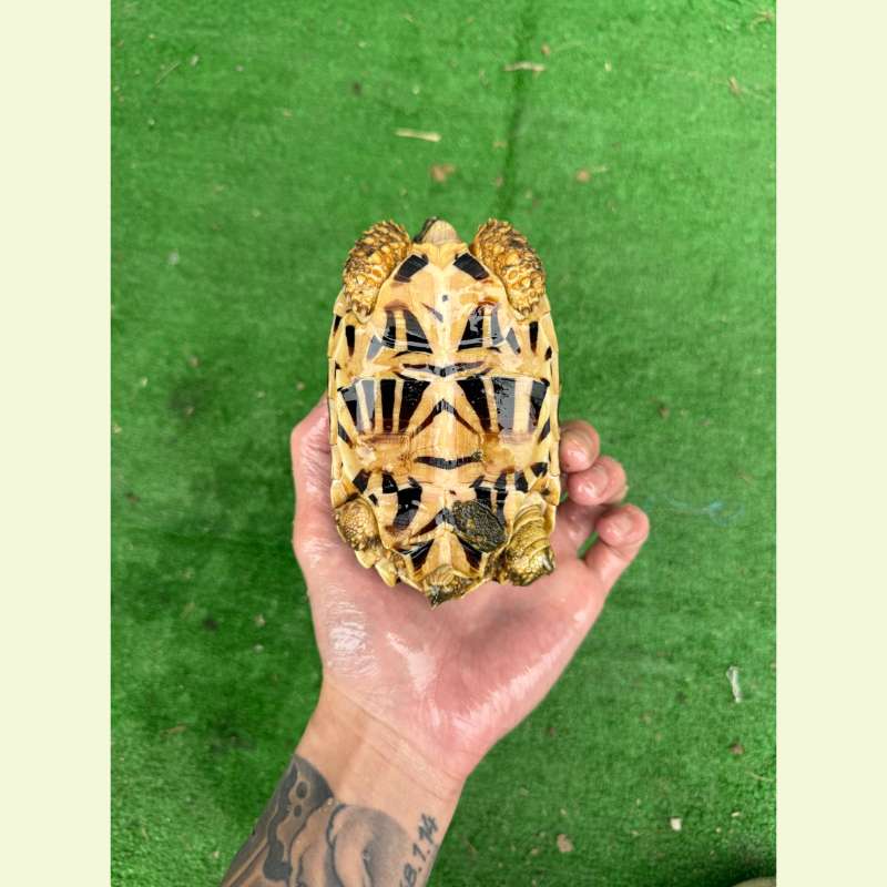 斯里蘭卡星龜｜約13公分