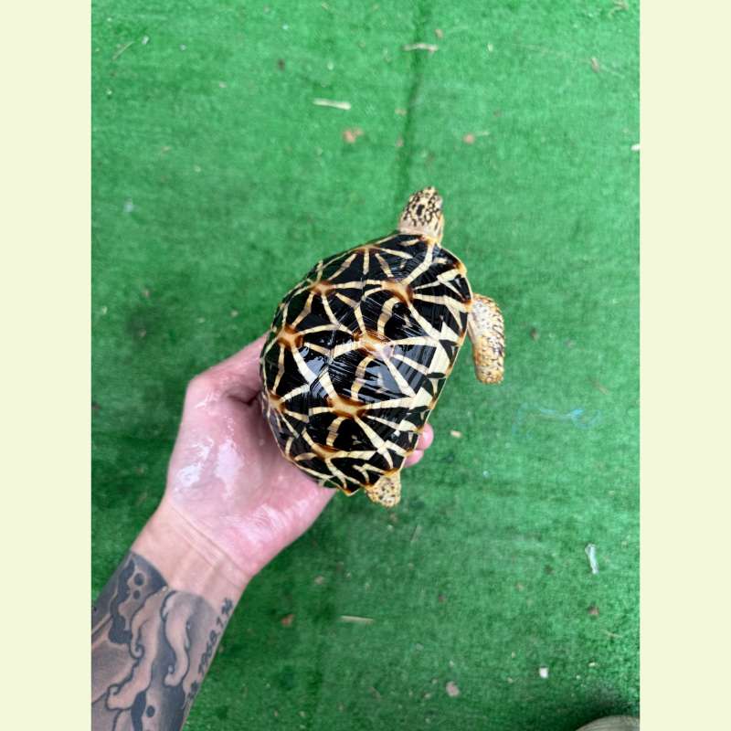 斯里蘭卡星龜｜約13公分