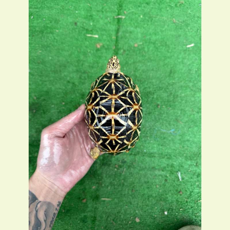 斯里蘭卡星龜｜約13