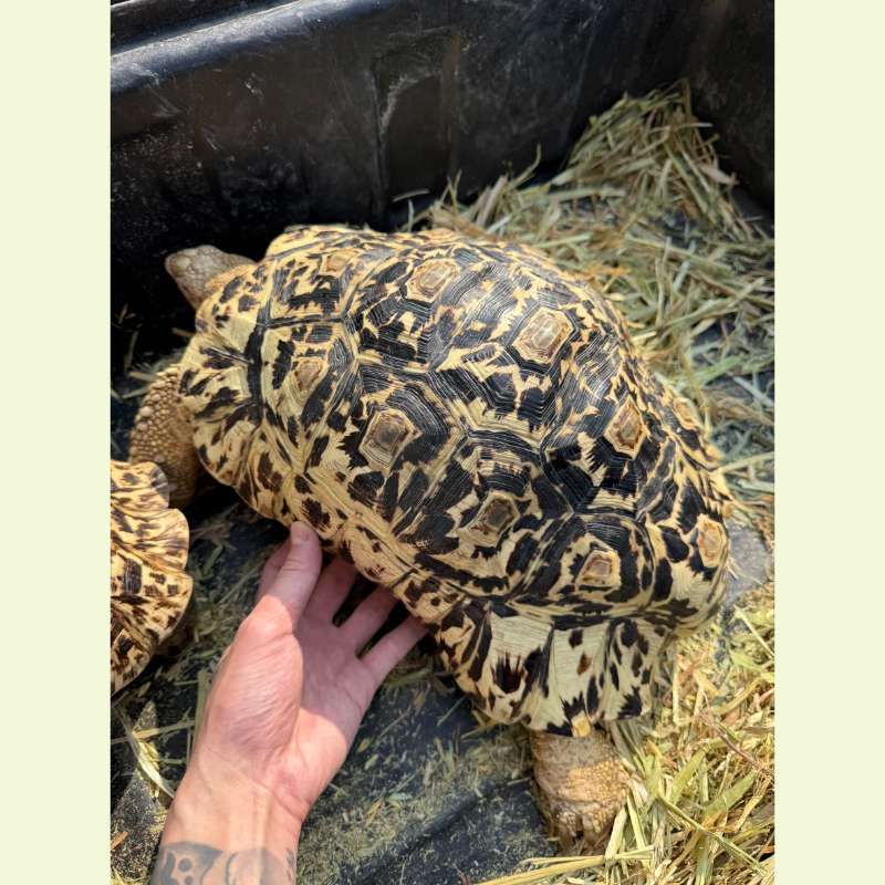 東非豹紋陸龜｜約38公分