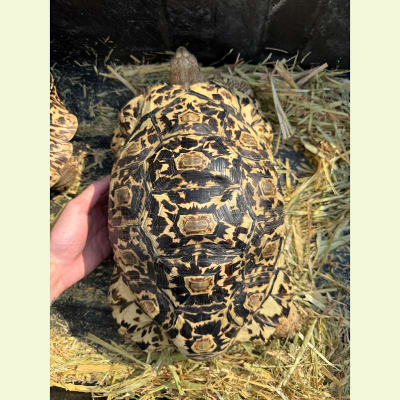 東非豹紋陸龜｜約38公分