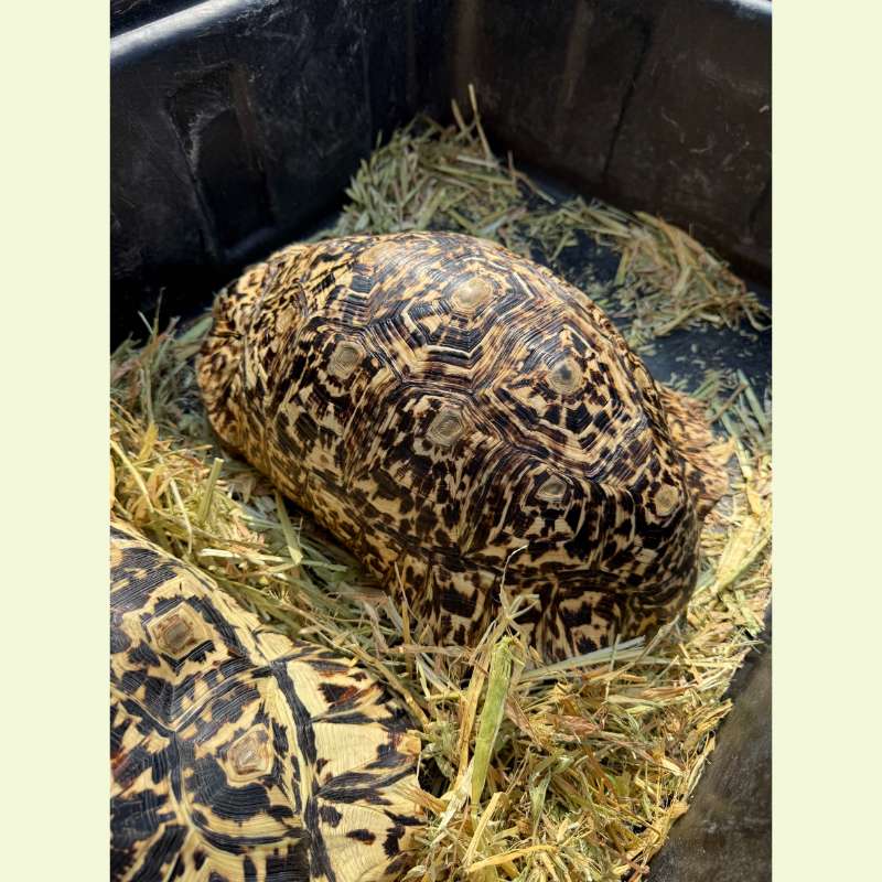 東非豹紋陸龜｜約38公分