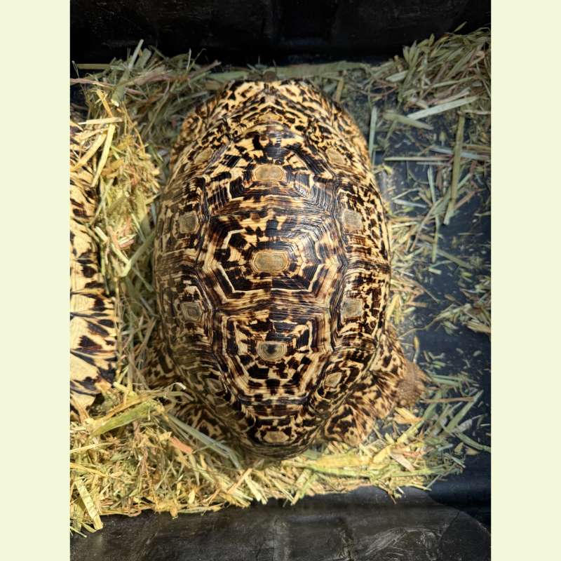 東非豹紋陸龜｜約38