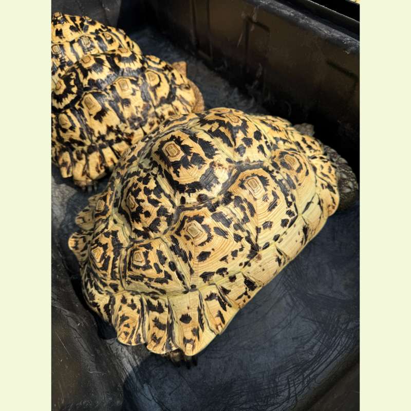 東非豹紋陸龜｜約45公分