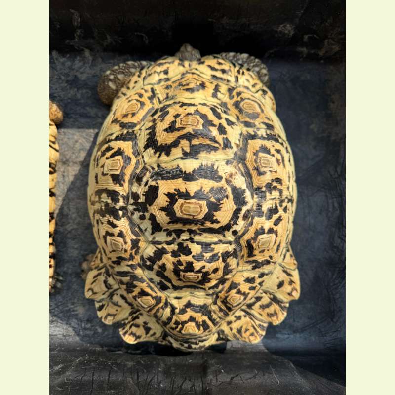 東非豹紋陸龜｜約45