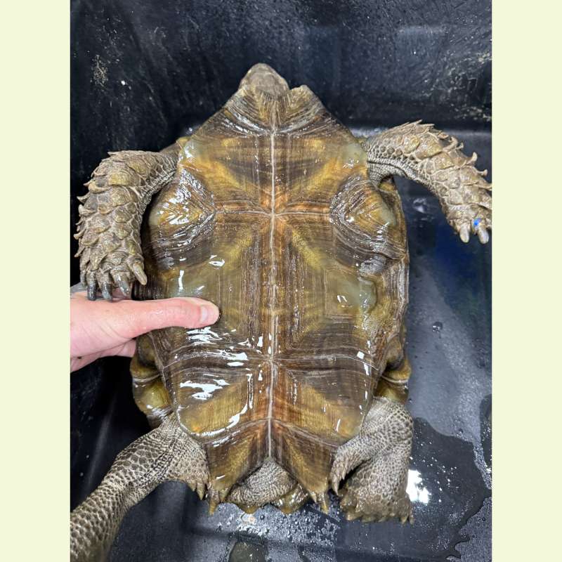 棕靴陸龜｜約35公分