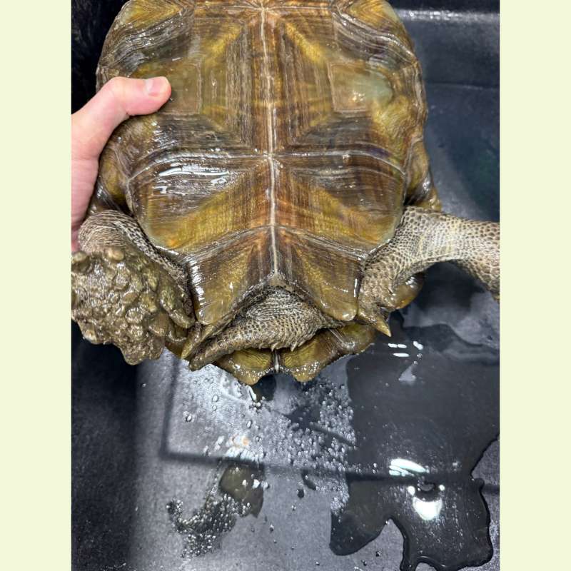 棕靴陸龜｜約35公分