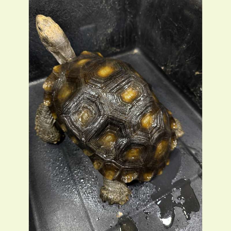 棕靴陸龜｜約35公分