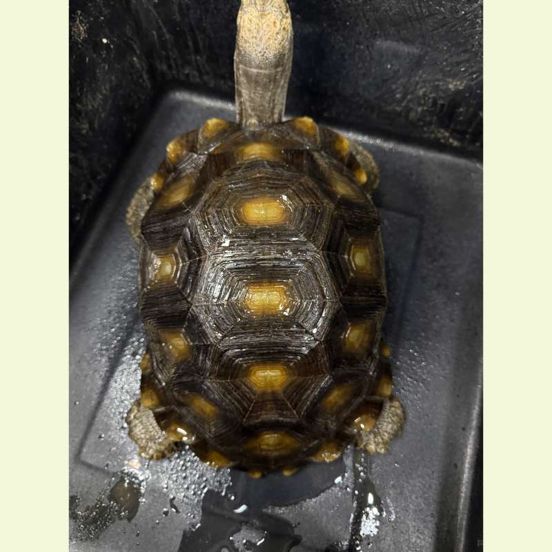 棕靴陸龜｜約35公分