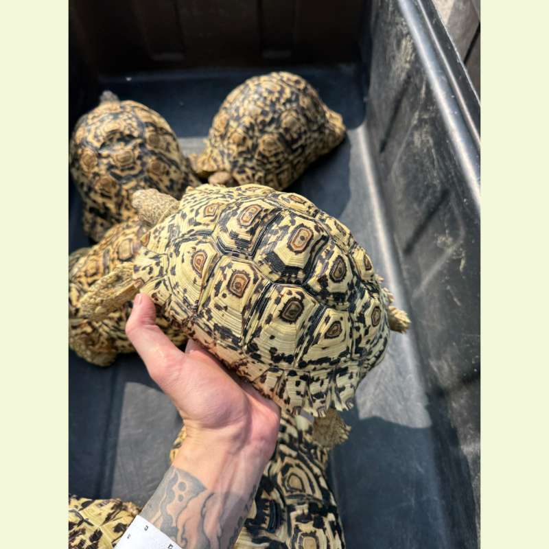 南非豹紋陸龜｜約25公分