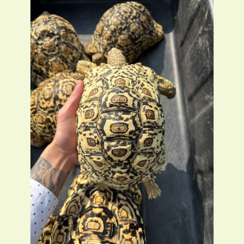 南非豹紋陸龜｜約25公分