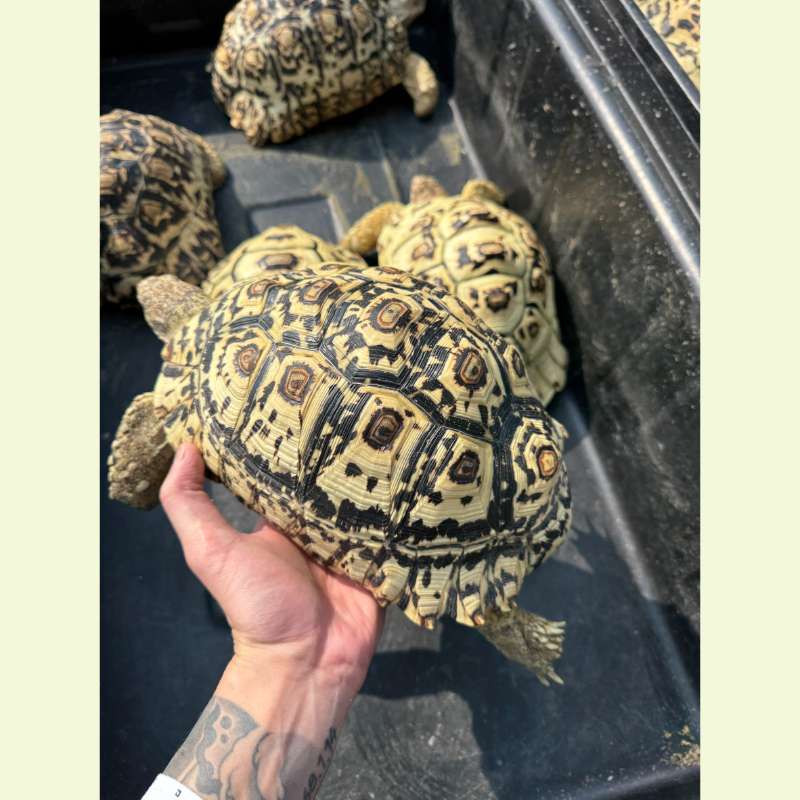 南非豹紋陸龜｜約25公分