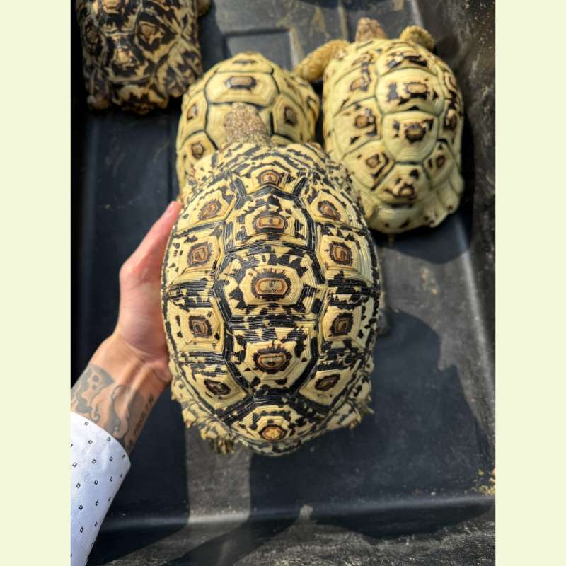 南非豹紋陸龜｜約25