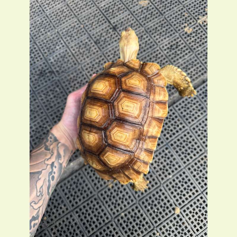 蘇卡達象龜｜約20-21公分