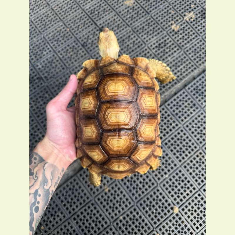 蘇卡達象龜｜約20-21公分