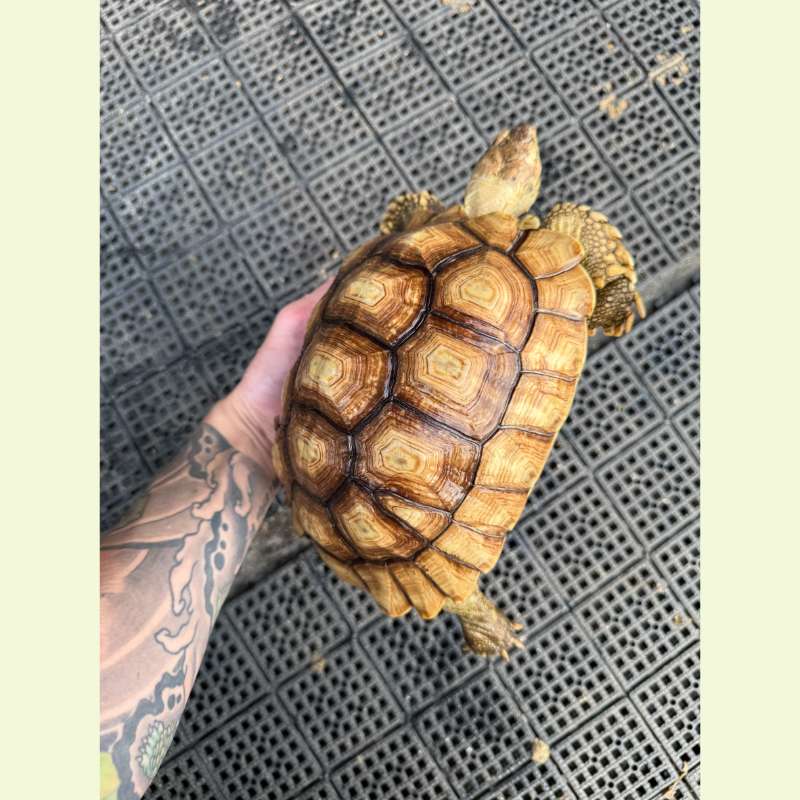 蘇卡達象龜｜約20-21公分