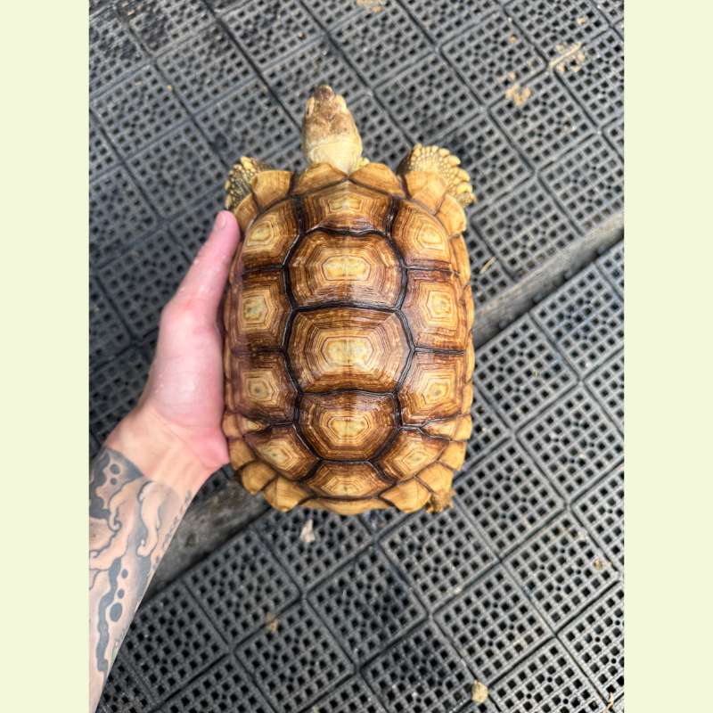 蘇卡達象龜｜約20-