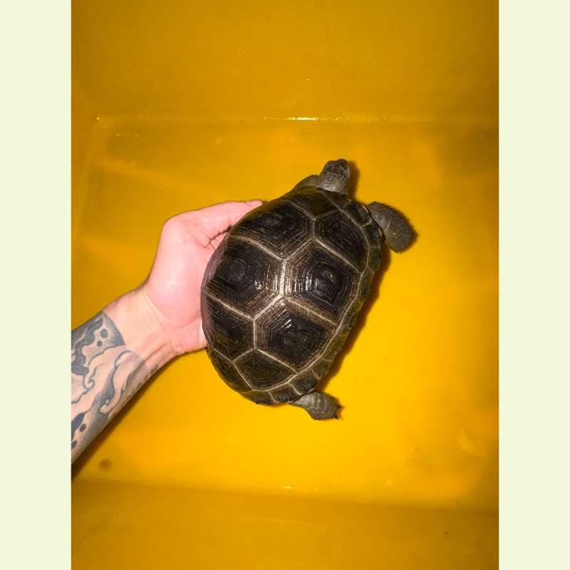 亞達伯拉象龜｜約16公分