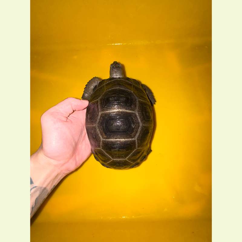 亞達伯拉象龜｜約16公分