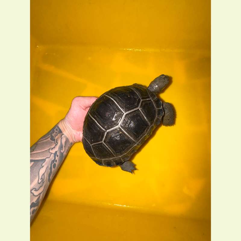 亞達伯拉象龜｜約16公分