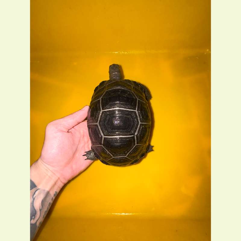 亞達伯拉象龜｜約16公分