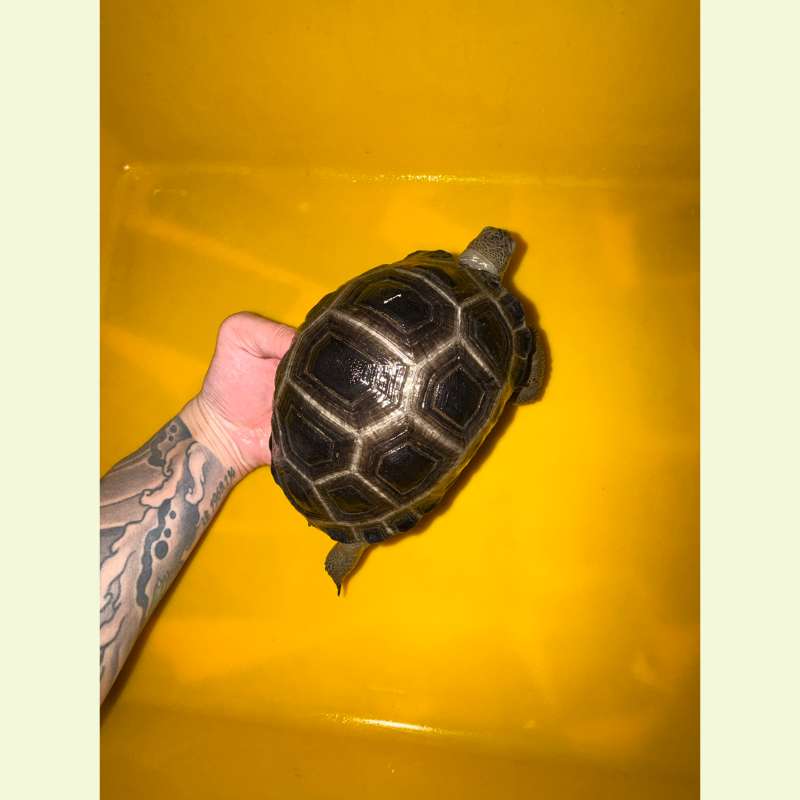 亞達伯拉象龜｜約16公分