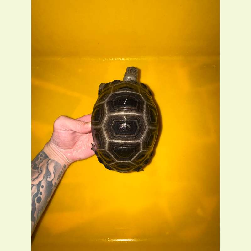 亞達伯拉象龜｜約16