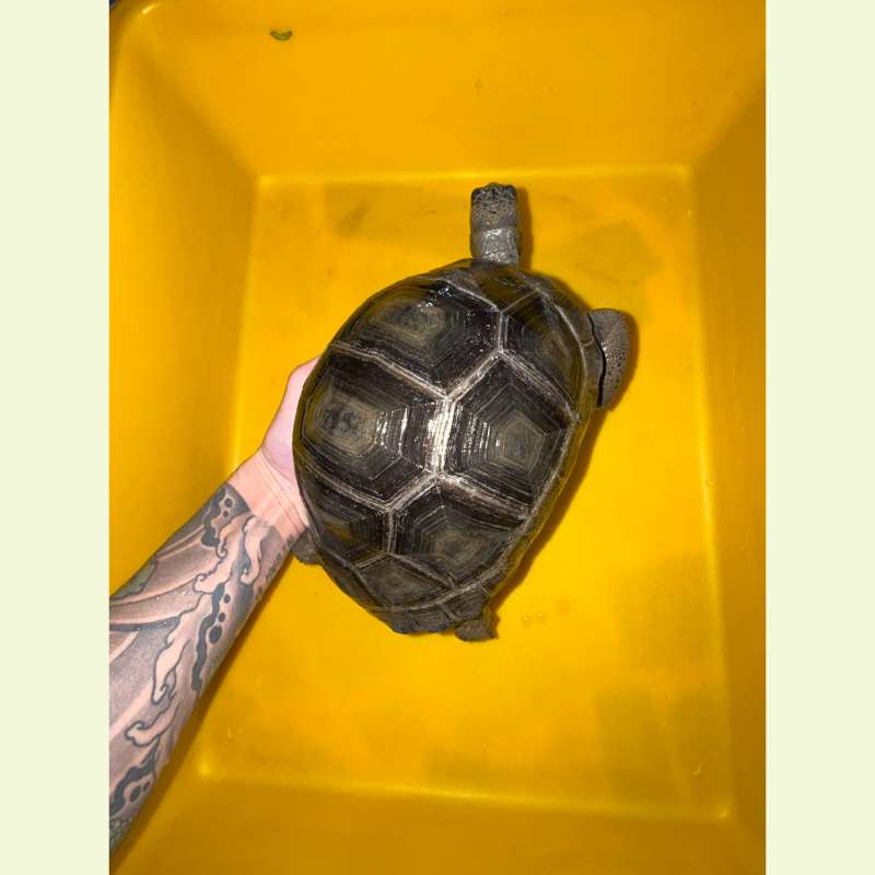 亞達伯拉象龜｜約20公分