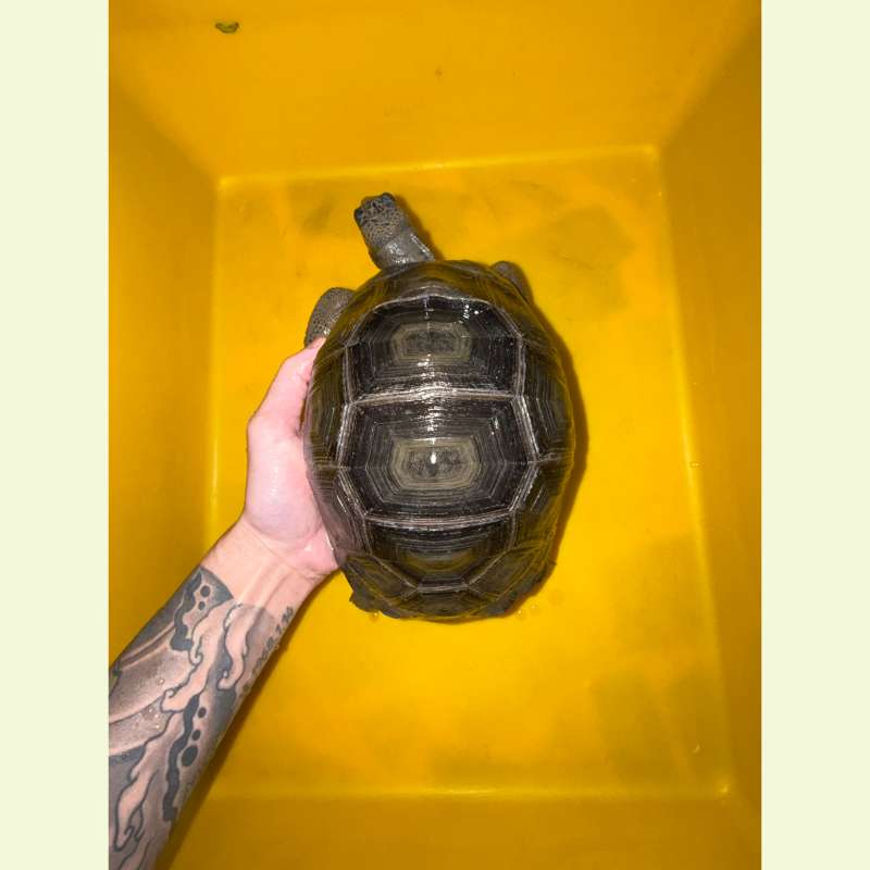 亞達伯拉象龜｜約20公分