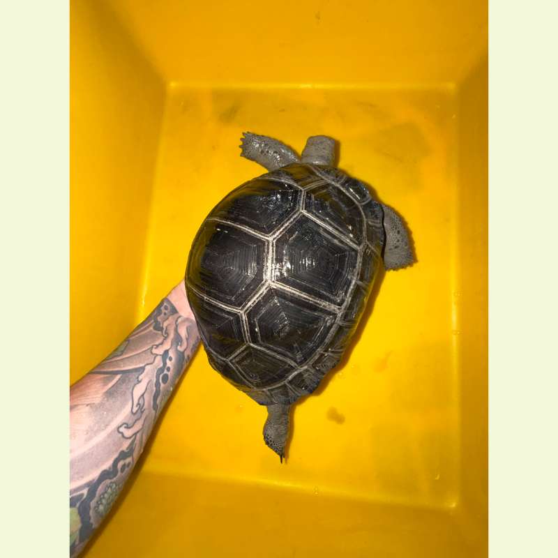 亞達伯拉象龜｜約20公分