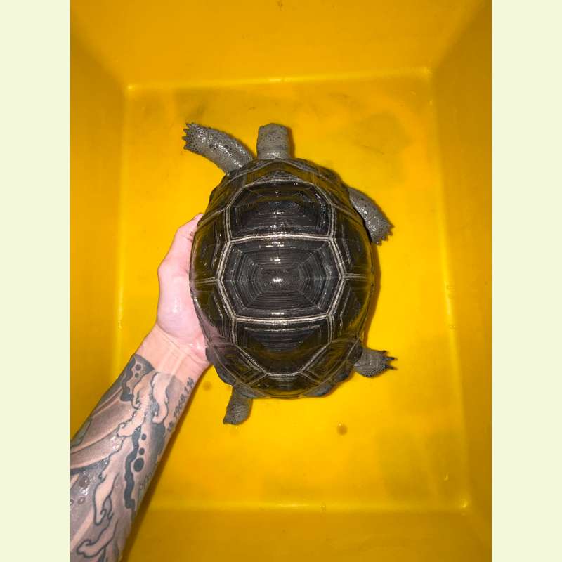 亞達伯拉象龜｜約20