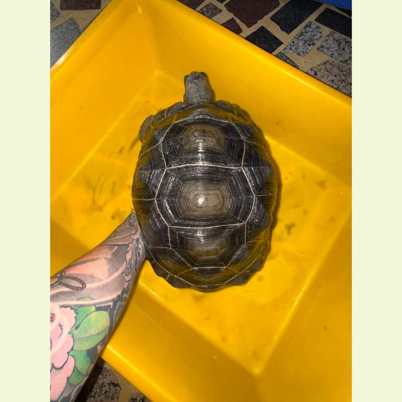 亞達伯拉象龜｜約28