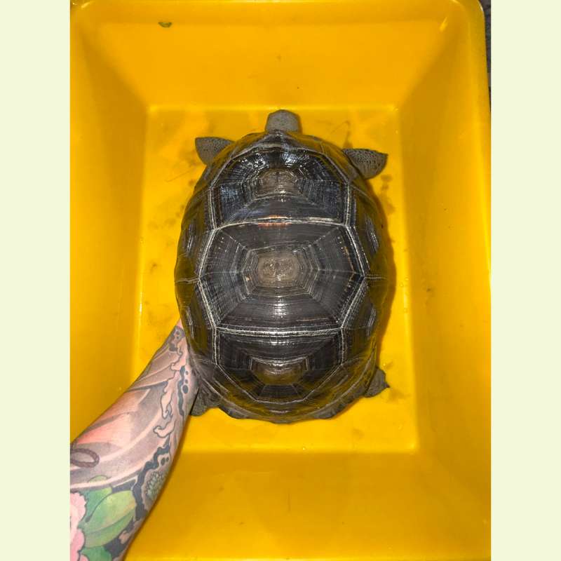 亞達伯拉象龜｜約30