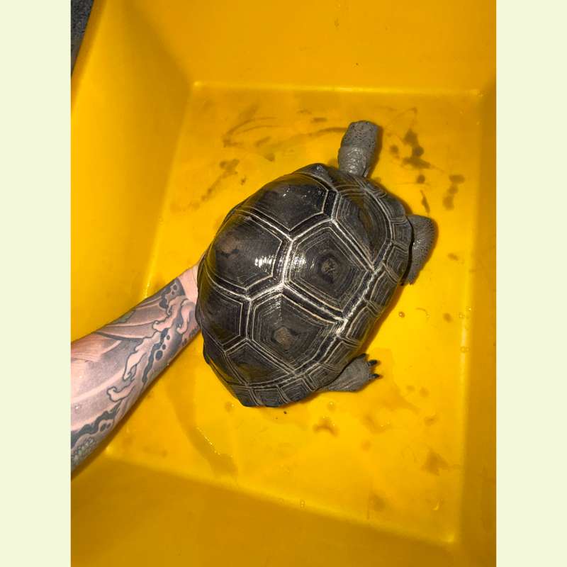 亞達伯拉象龜｜約23公分