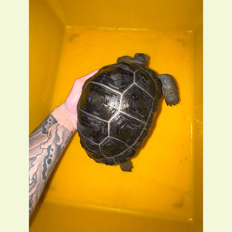 亞達伯拉象龜｜約20公分