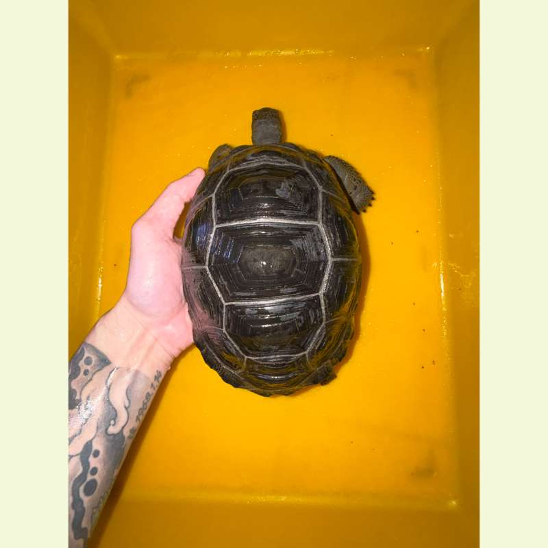 亞達伯拉象龜｜約20