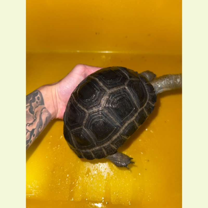 亞達伯拉象龜｜約17公分