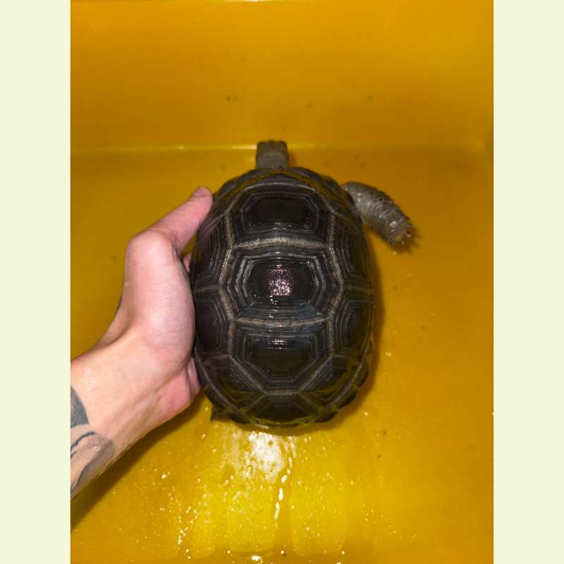 亞達伯拉象龜｜約17