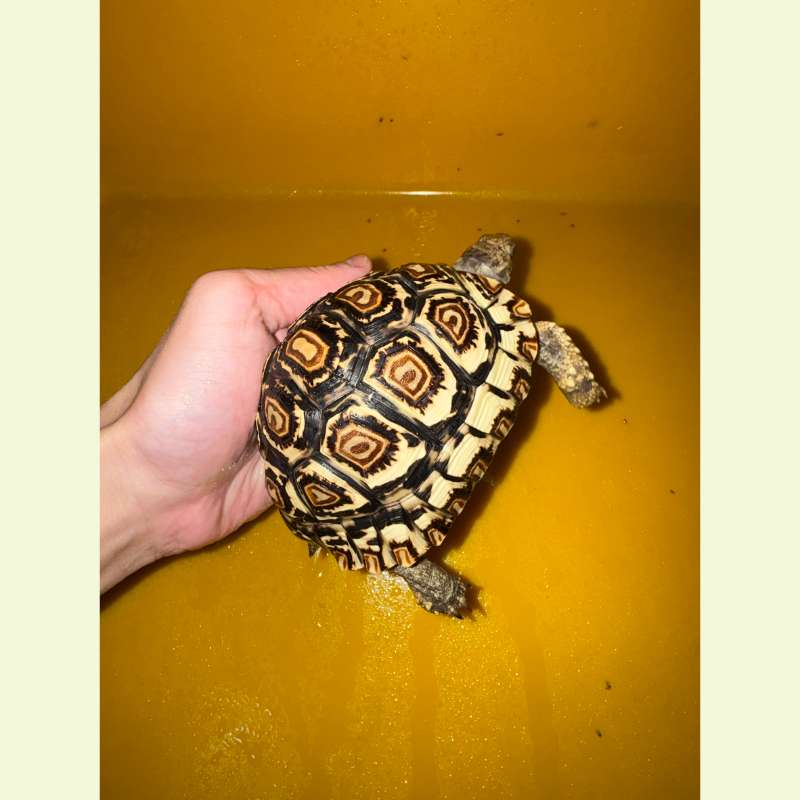 東非豹紋陸龜｜約12公分