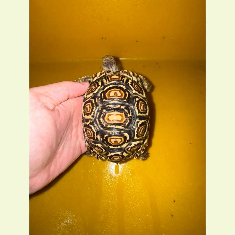 東非豹紋陸龜｜約12