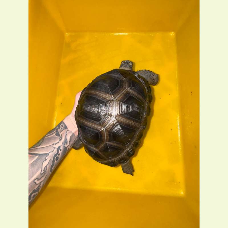 亞達伯拉象龜｜約20公分
