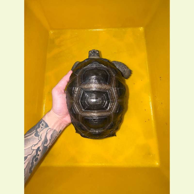 亞達伯拉象龜｜約20