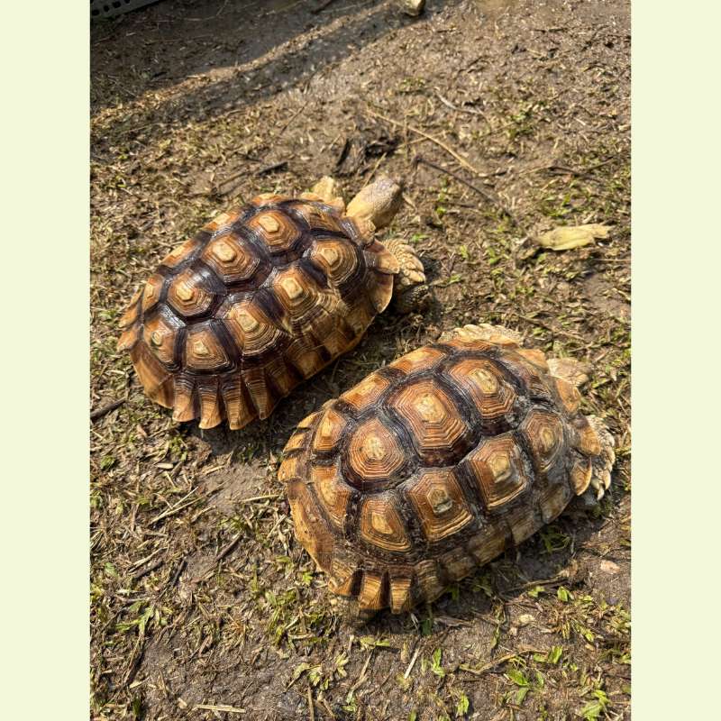 蘇卡達象龜｜約30公